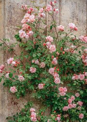 David Austin Roses David Austin Albertine Rose