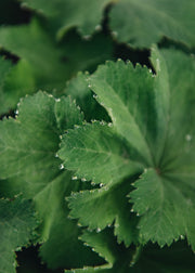 Alchemilla Alchemilla Mollis