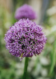 Allium Allium Gladiator