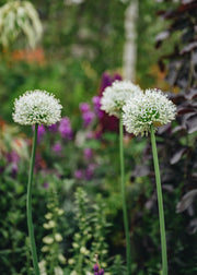 Allium Allium Mount Everest