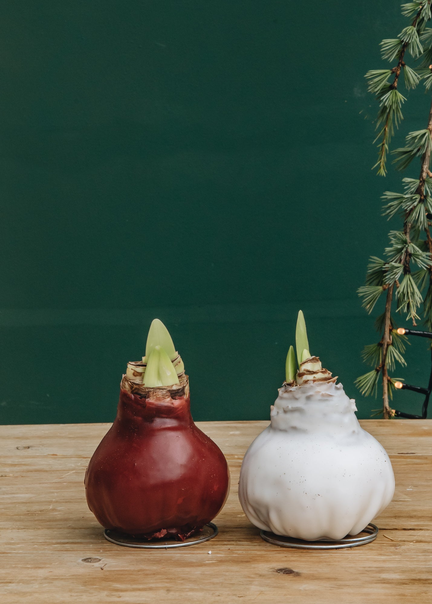 Wax Amaryllis Bulbs Burford Garden Co.