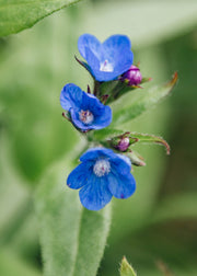 Anchusa Anchusa Loddon Royalist AGM