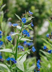 Anchusa Anchusa Loddon Royalist AGM