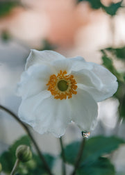 Anemone x hybrida Honorine Jobert