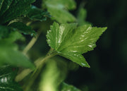 Anemone Anemone x hybrida Honorine Jobert