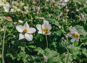 Anemone Anemone Wild Swan