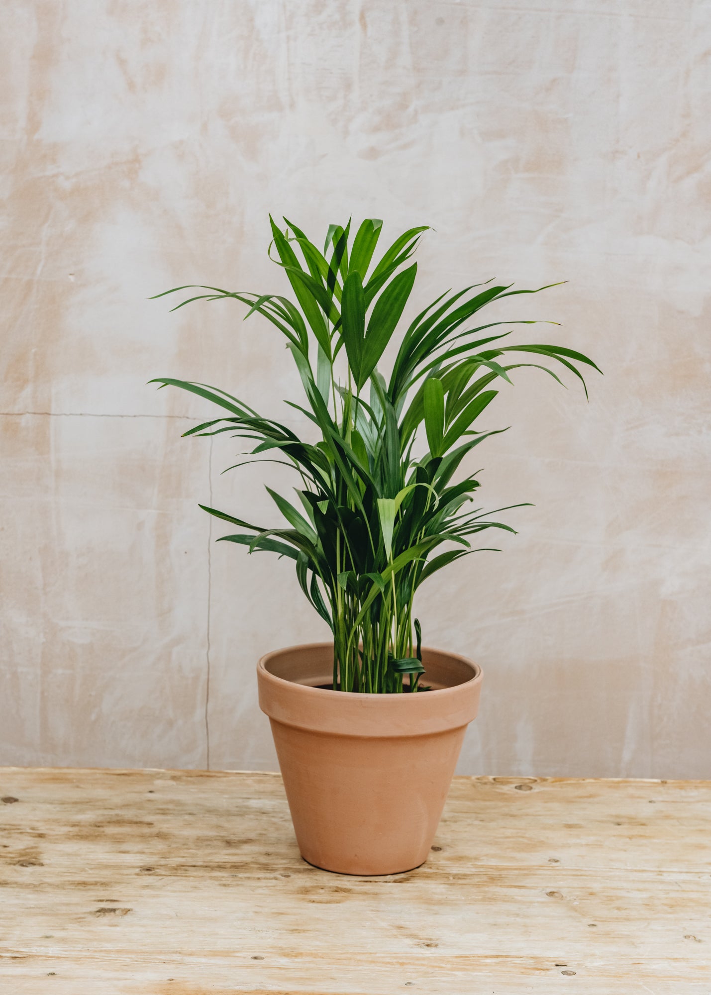 areca palm houseplant uk Areca Dypsis lutescens 17cm – Burford Garden Co