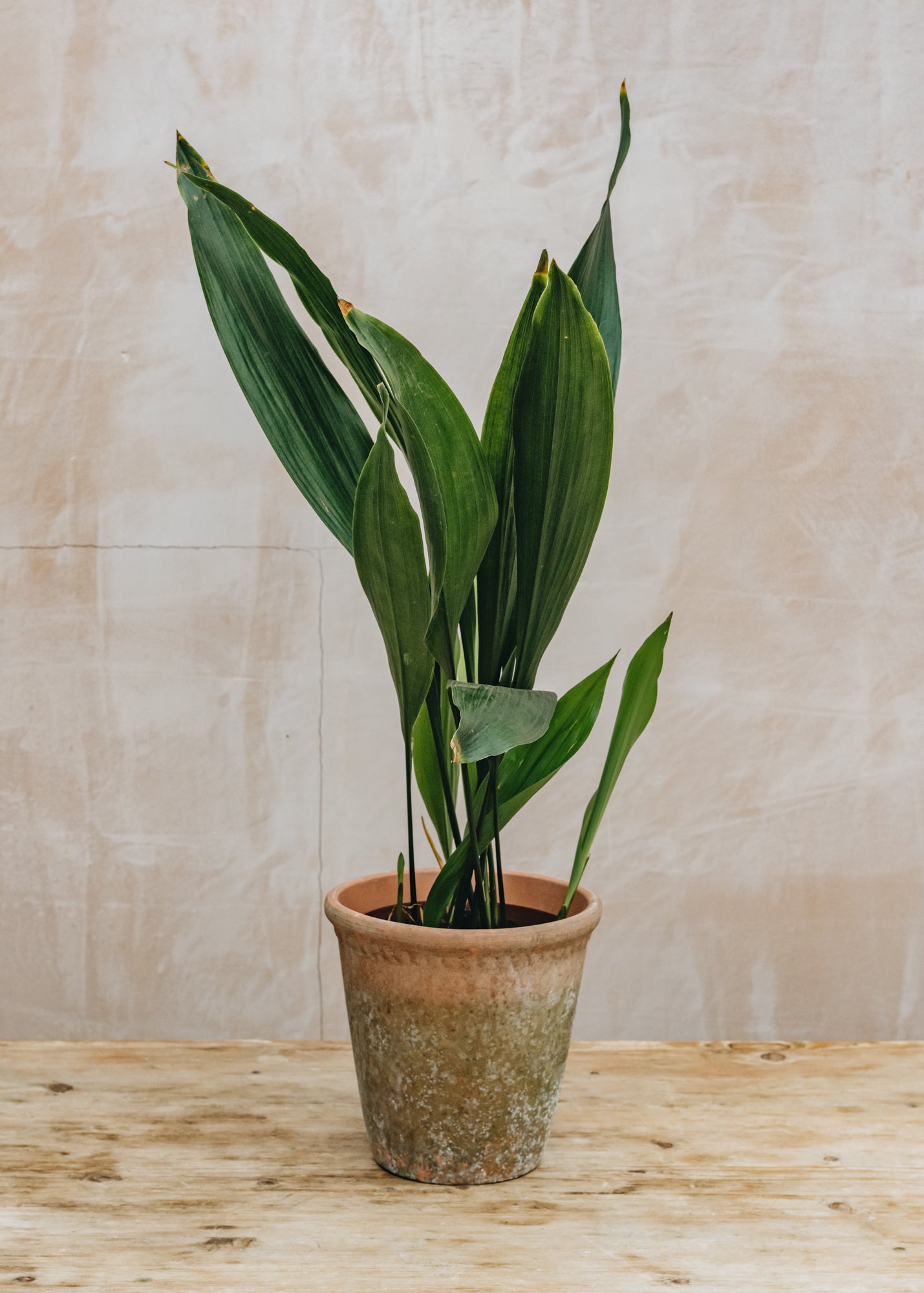 aspidistras plant Aspidistra elatior