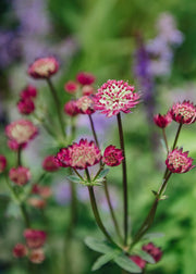 Astrantia Astrantia major Star of Beauty