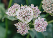 Astrantia Astrantia Star of Billion