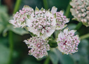 Astrantia Astrantia Star of Billion