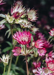 Astrantia Astrantia Star of Love