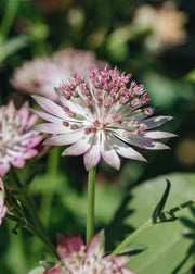 Astrantia Astrantia major Roma
