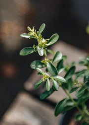 Better Buxus Better Buxus Skylight