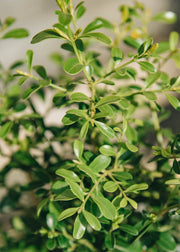 Better Buxus Better Buxus Skylight