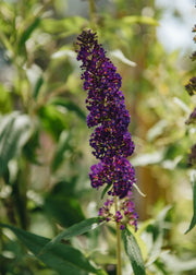 Buddleia Buddleia davidii Black Knight AGM