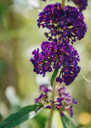 Buddleia Buddleia davidii Black Knight AGM