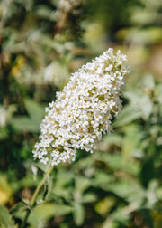 Buddleia Buddleia davidii Nanho White AGM