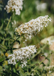 Buddleia Buddleia davidii Nanho White AGM