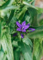 Campanula Campanula Genti Blue