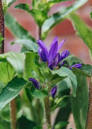 Campanula Campanula Genti Blue