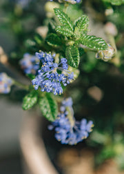 Ceanothus Ceanothus ‘Puget Blue’ AGM