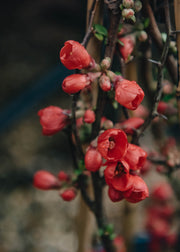 Chaenomeles Chaenomeles speciosa Rubra, 10L