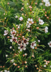 Chamelaucium Chamelaucium uncitanium