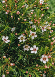 Chamelaucium Chamelaucium uncitanium