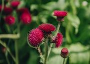 Cirsium Cirsium rivulare Atropurpureum AGM