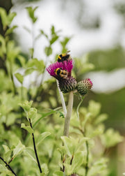 Cirsium Cirsium rivulare Atropurpureum AGM