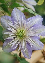 Clematis Clematis Crystal Fountain