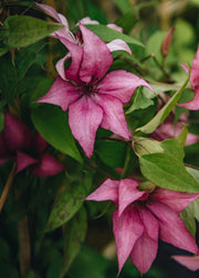 Clematis Giselle