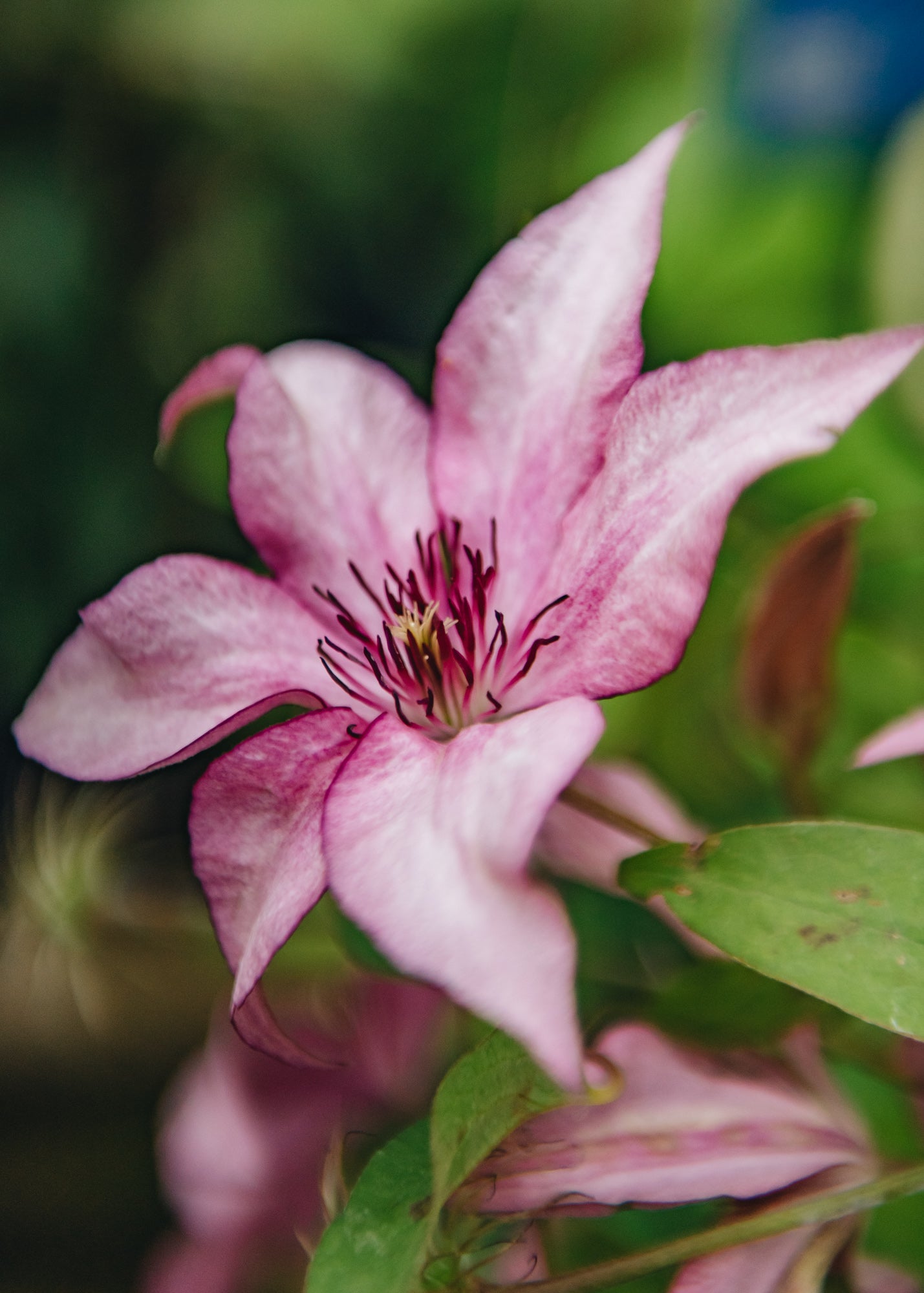 Clematis Giselle™