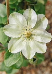 Clematis Clematis Guernsey Cream