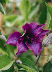Clematis Clematis Guiding Promise