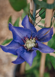 Clematis Clematis Multi Blue