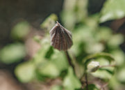 Clematis Clematis Ooh La La