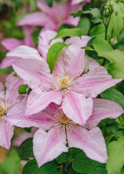 Clematis Clematis Sally