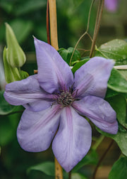 Clematis Clematis Shimmer