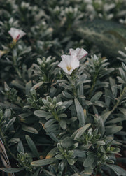 Convolvulus Convolvulus Cneorum AGM