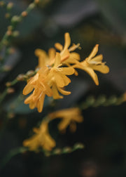 Crocosmia Crocosmia x crocosmiiflora George Davison
