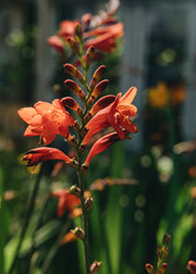 Crocosmia Crocosmia Red King