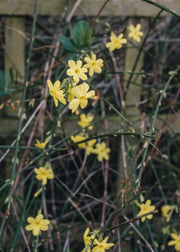 Jasmine Jasminium nudiflorum AGM
