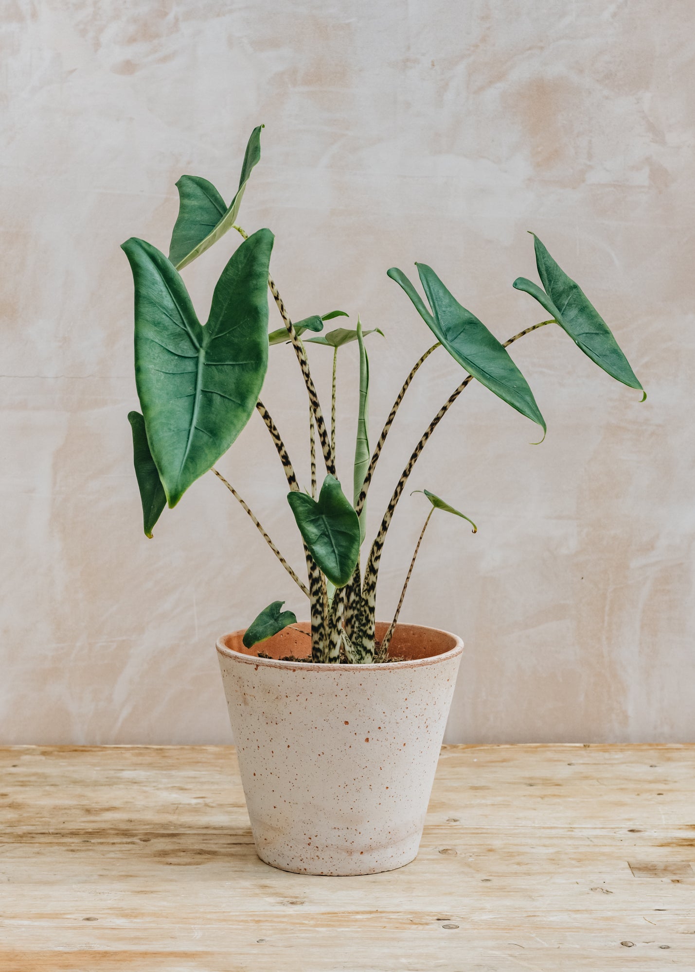 Alocasia Zebrina Large | Houseplants