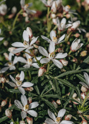 Choisya Choisya White Dazzler