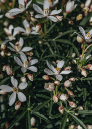 Choisya Choisya White Dazzler