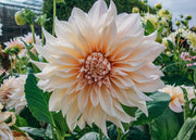 Dahlia Café au Lait