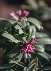 Daphne Daphne Pink Fragrance