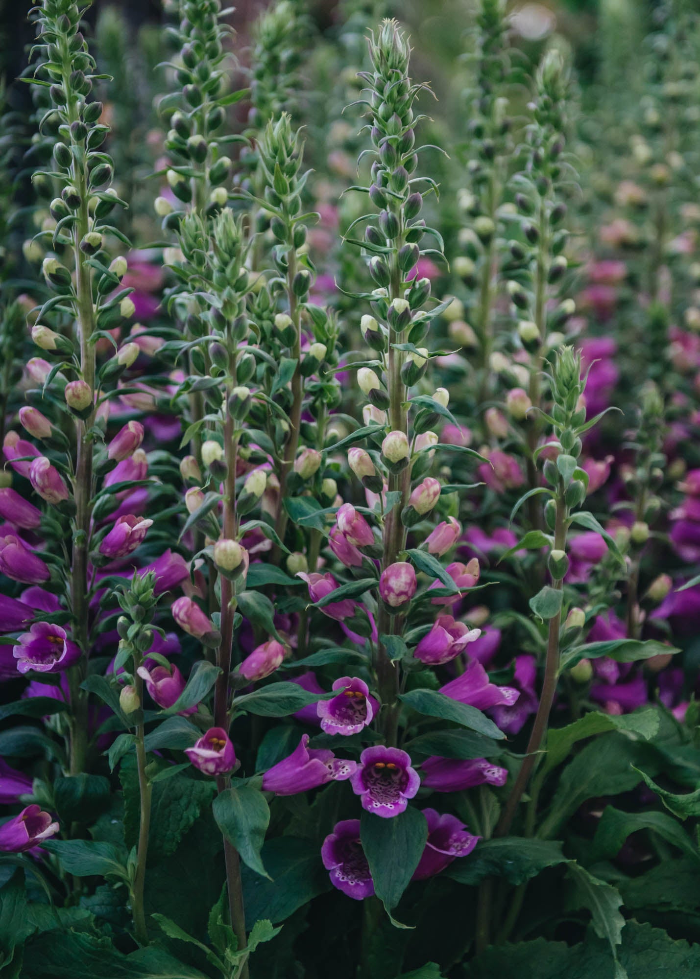 Digitalis purpurea Dalmatian Purple Burford Garden Co.